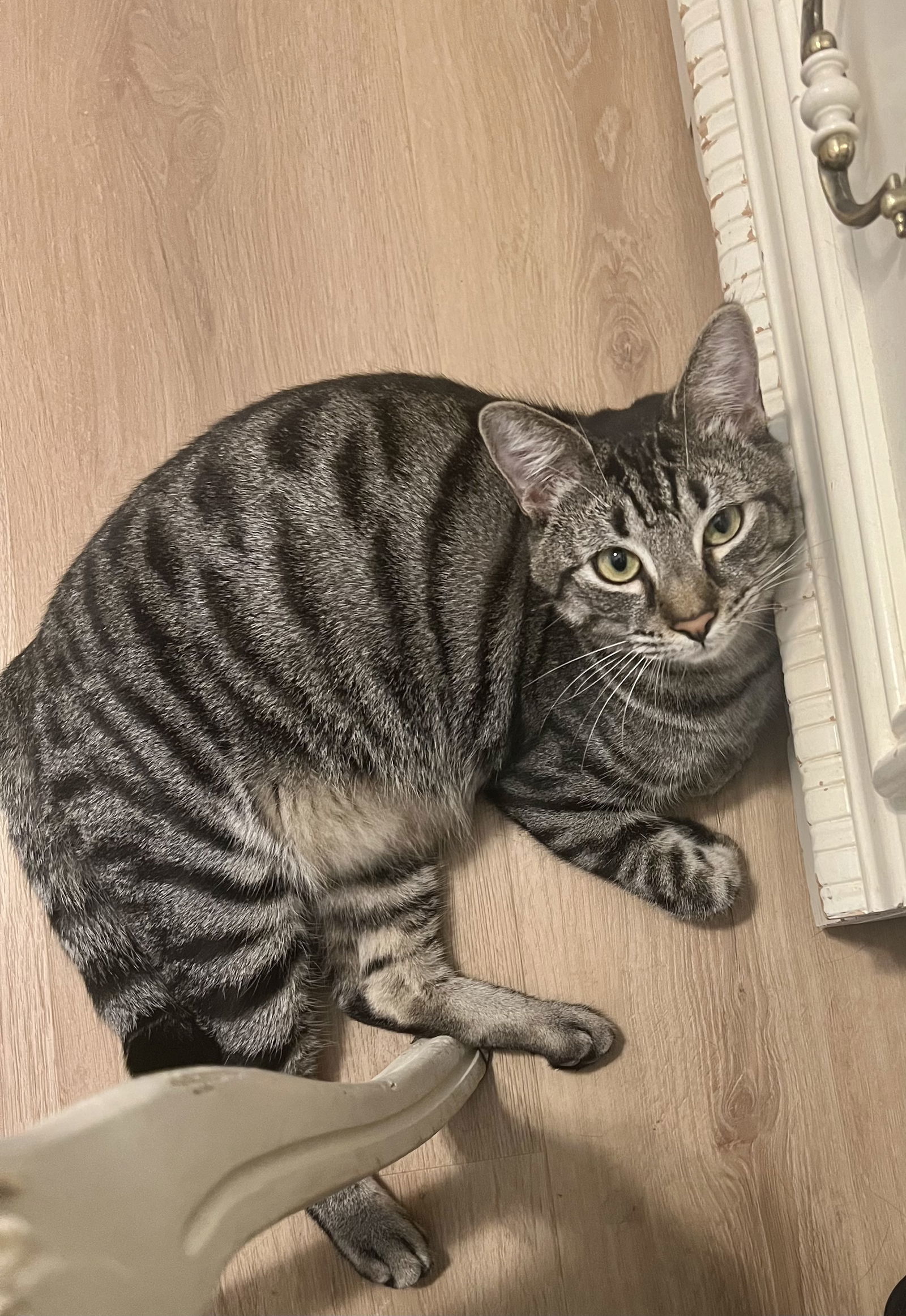 Kash- Foster needed for socialization
