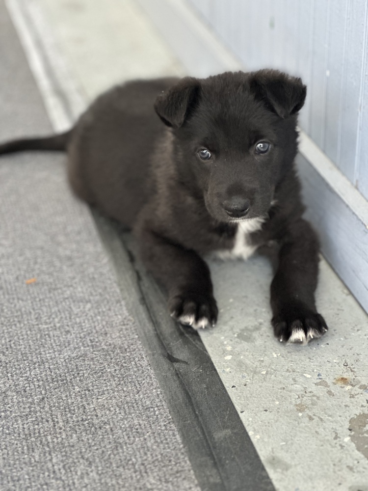 Luna (FKA Dahlia)