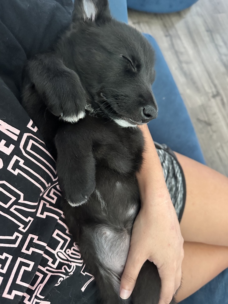 Luna (FKA Dahlia)