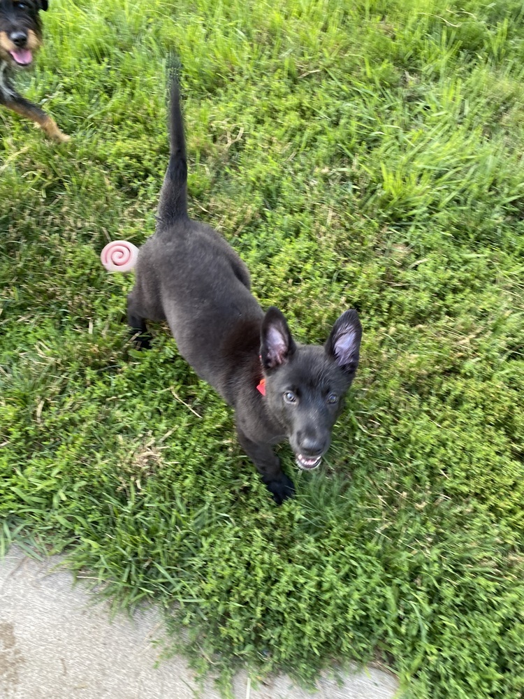 Luna (FKA Dahlia)