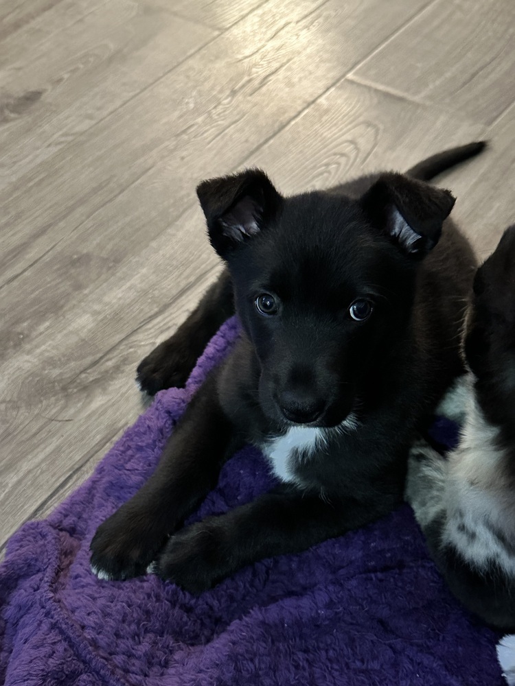 Luna (FKA Dahlia)