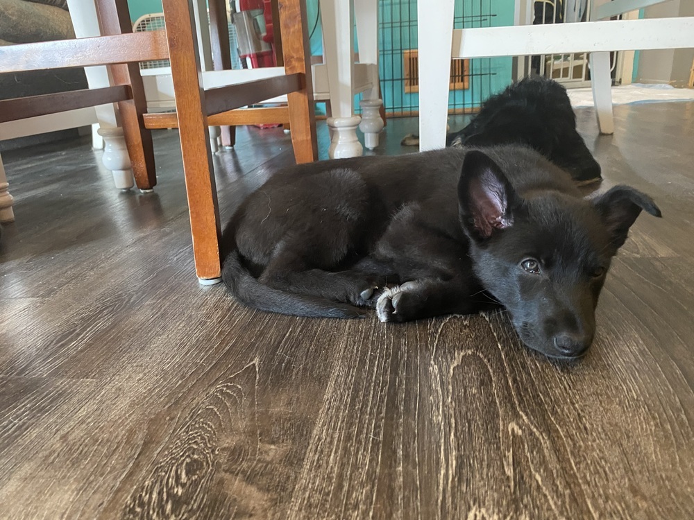 Luna (FKA Dahlia)
