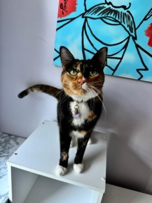 Zazel, Baby Female Domestic Short Hair
