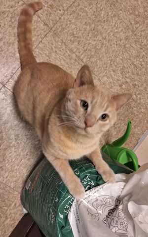 Stewart, Adult Male Domestic Short Hair