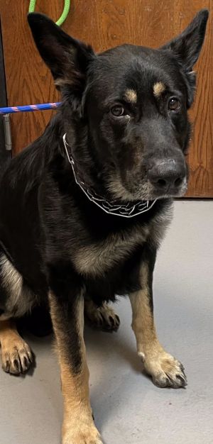 Hunter Tag 21