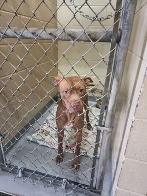 Asha Tag 16, Adult Male Mixed Breed