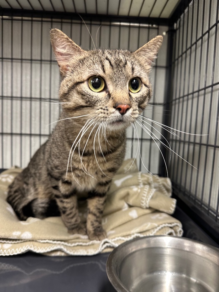 Kevin, an adoptable Domestic Medium Hair in Rock Springs, WY, 82901 | Photo Image 1