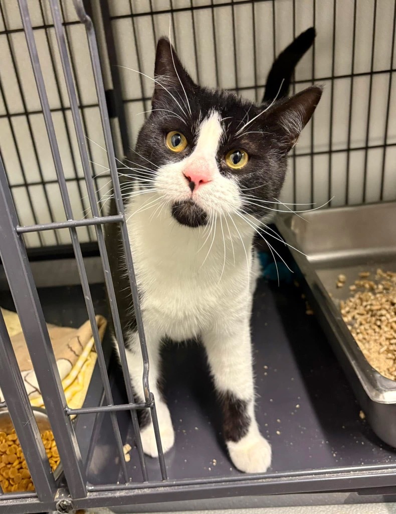 Mischief, an adoptable Domestic Short Hair in Rock Springs, WY, 82901 | Photo Image 1