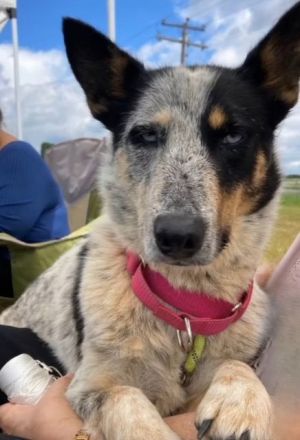 Sky, Adult Female Cattle Dog