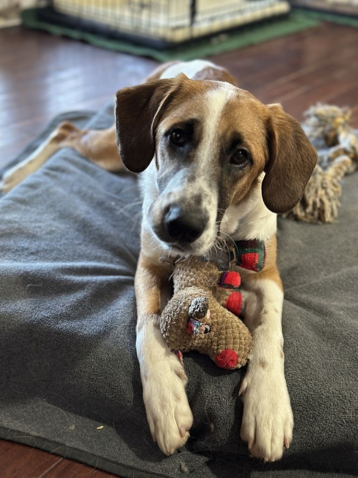 Available - Axel 2