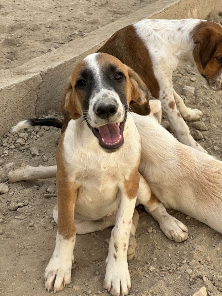 Available - Axel 6