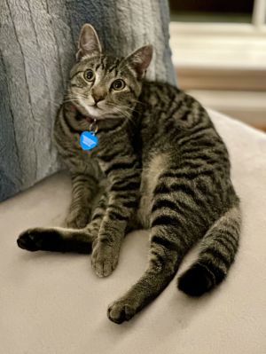 Hello there My name is Magnificent Mellow Milo and Im on the lookout for my forever home With my