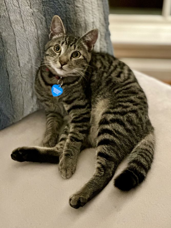 Mighty Magnificent Milo