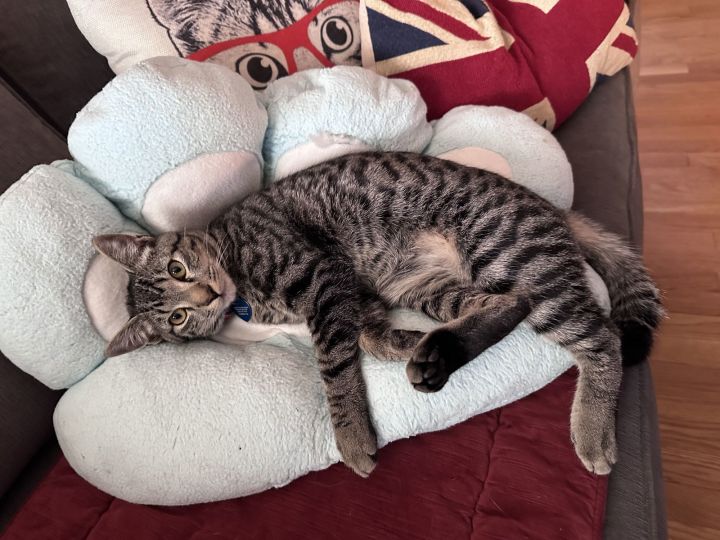 Mighty Magnificent Milo 2