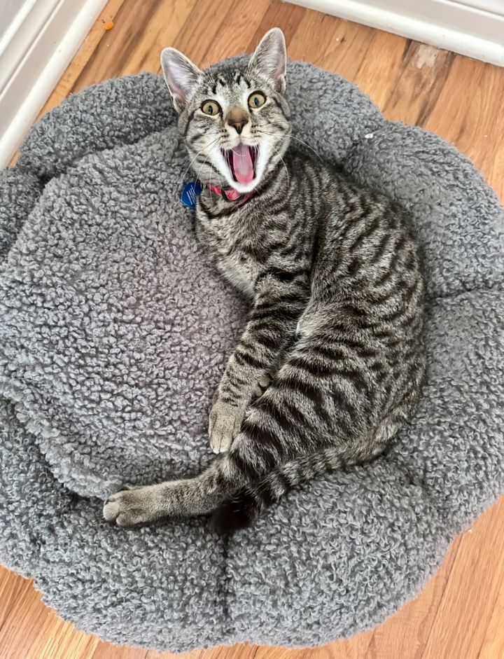 Mighty Magnificent Milo 3
