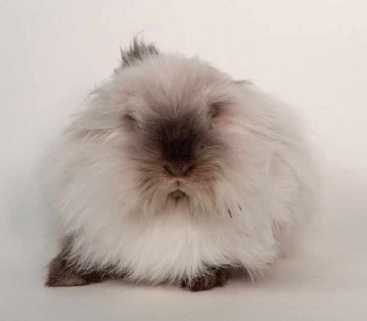 Nilla 2