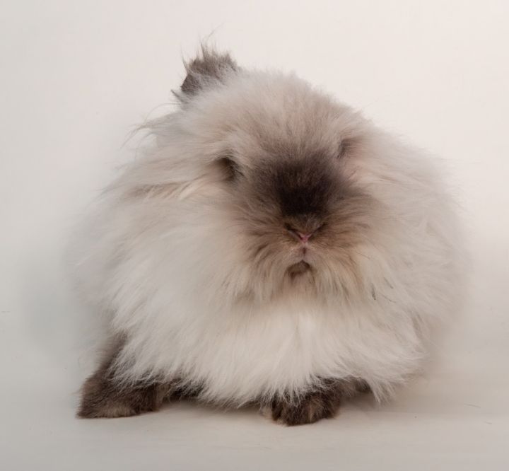 Nilla 3