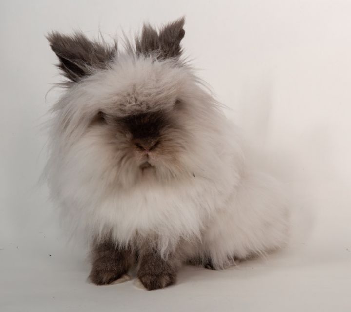 Nilla 6