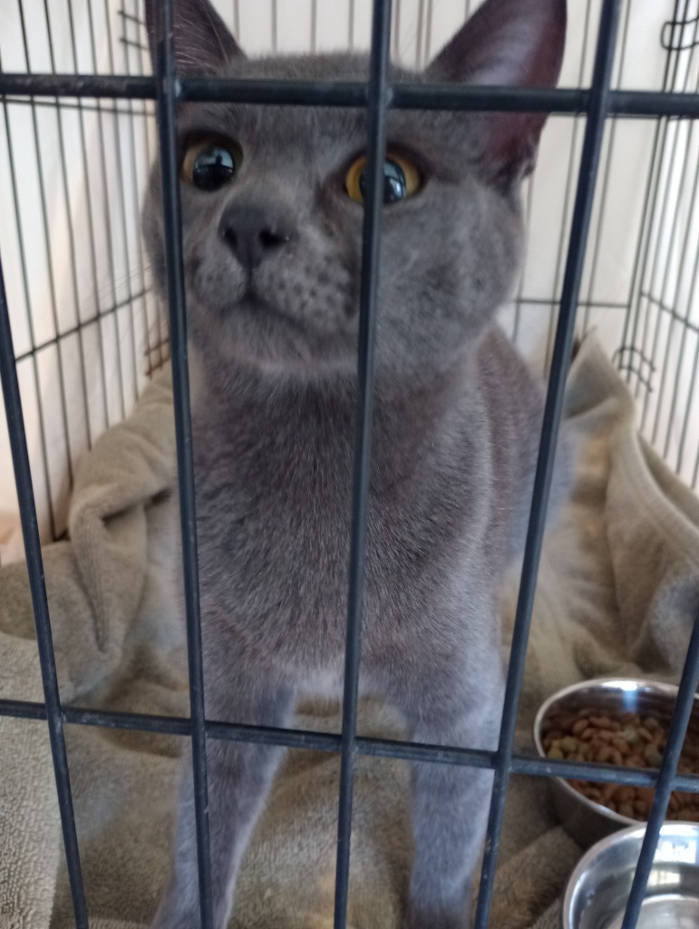 Khajiit