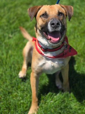 Scottie ***FOSTER HOME***, Adult Male Black Mouth Cur