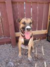 Scottie ***FOSTER HOME*** photo 2