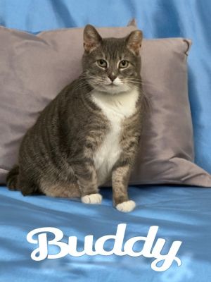 Buddy, Senior Male Domestic Short Hair