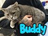 Buddy photo 2