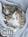 Buddy photo 4