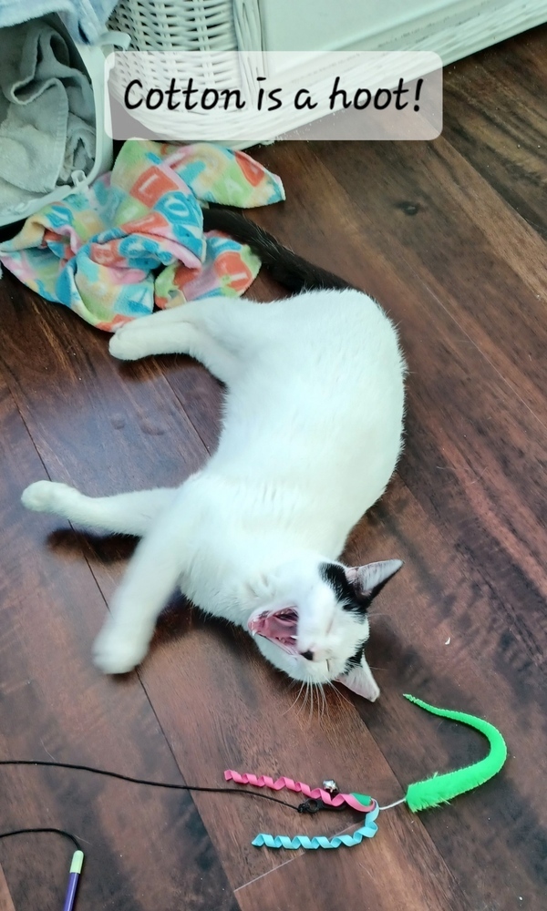 Cotton
