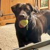 Jasper