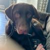 Jasper