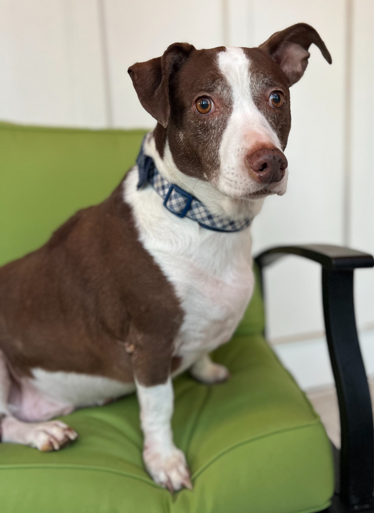 Harvey