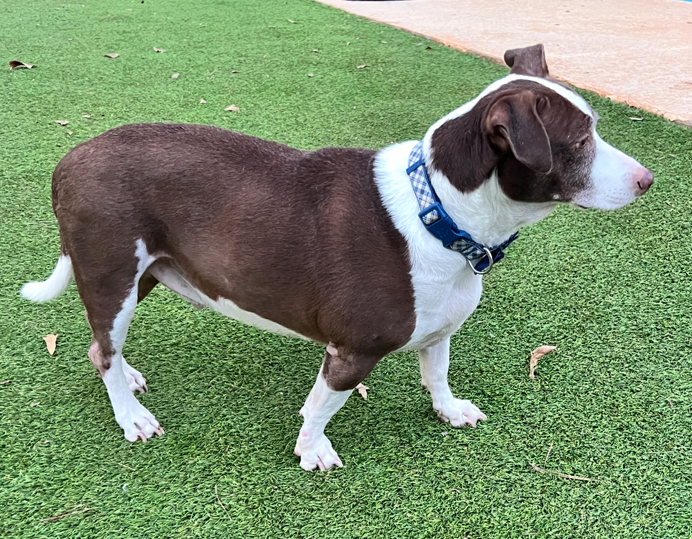 Harvey