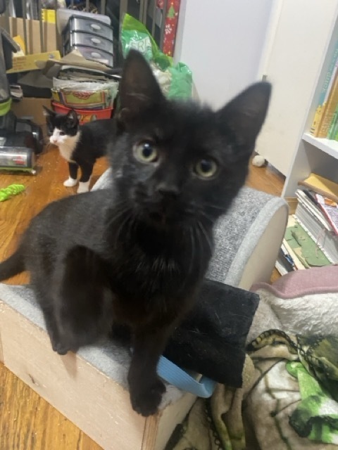 Finn