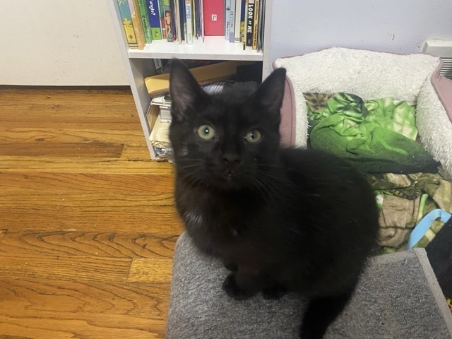 Finn