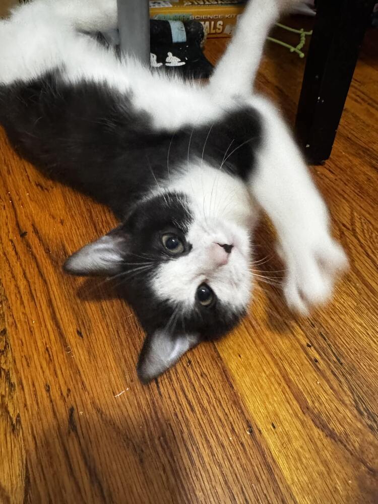 Houdini