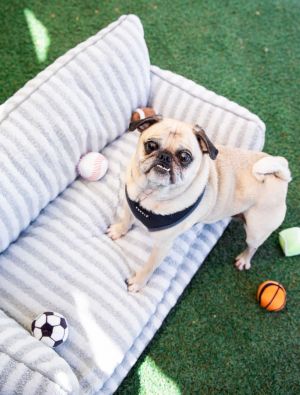 Moses is no ordinary pup--hes a wise old soul a champion cuddle enthusiast and an occasional voca
