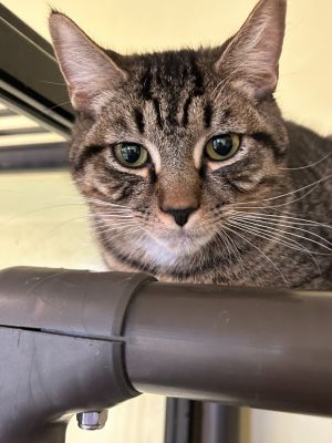 Pickles, Young Male Domestic Short Hair