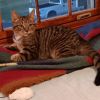 Pickles photo 2