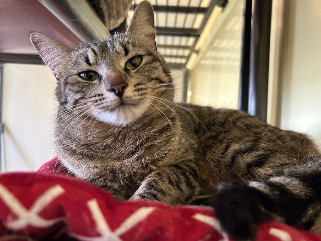 Tabby