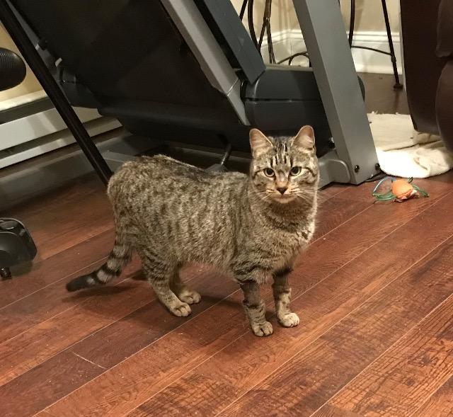 Tabby