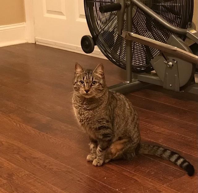 Tabby