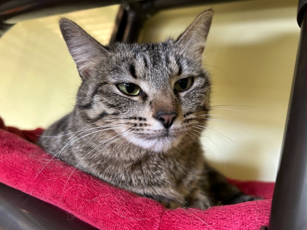 Tabby