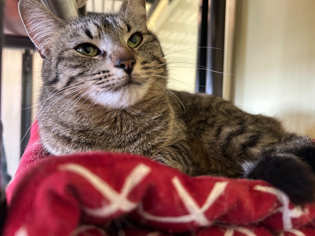 Tabby