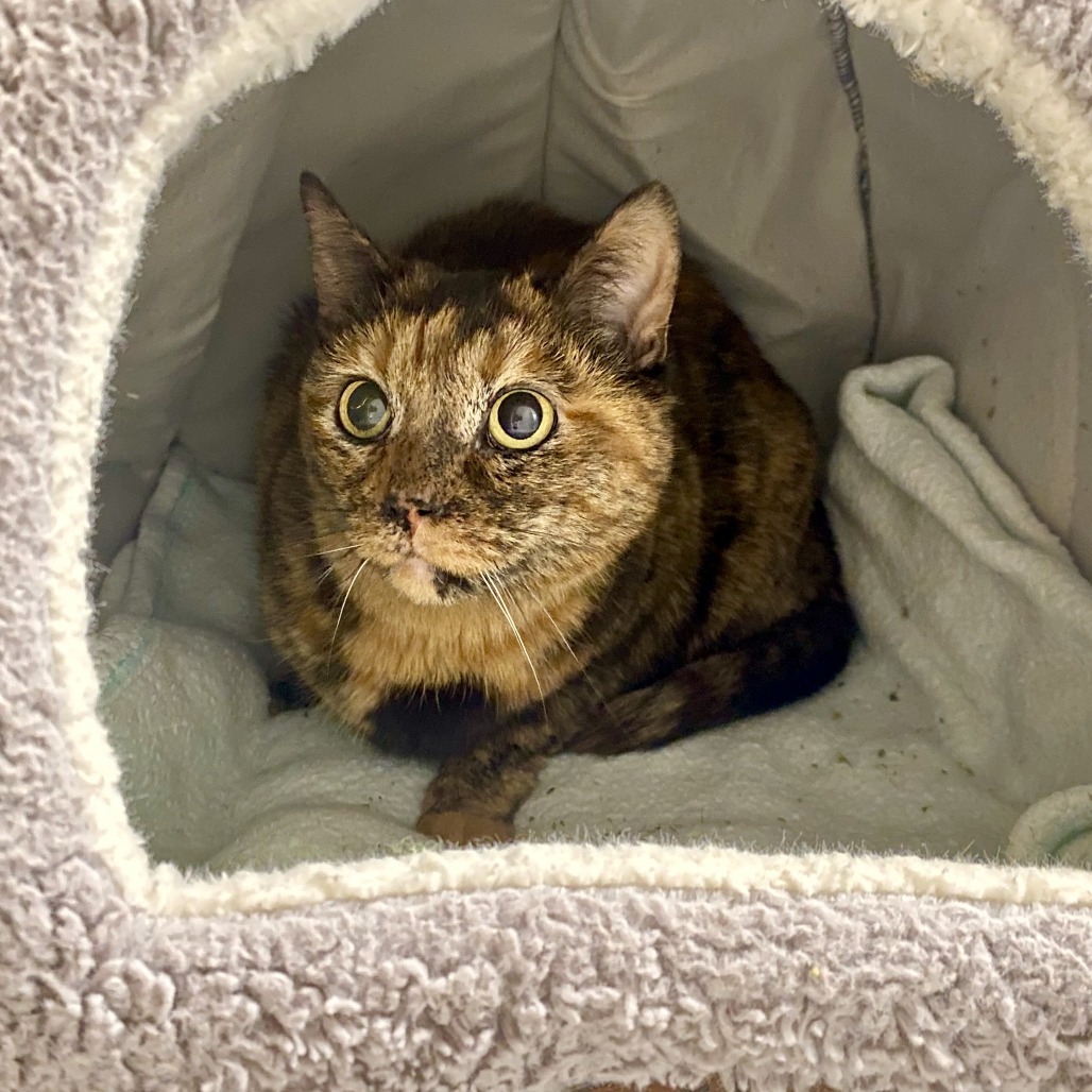 Nova, an adoptable Domestic Short Hair in Cheyenne, WY, 82007 | Photo Image 1