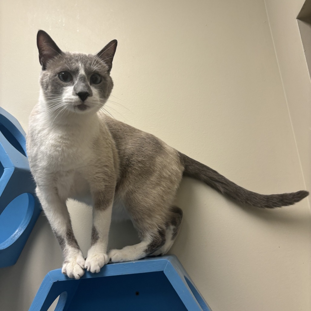 Jack, an adoptable Snowshoe in Cheyenne, WY, 82007 | Photo Image 1