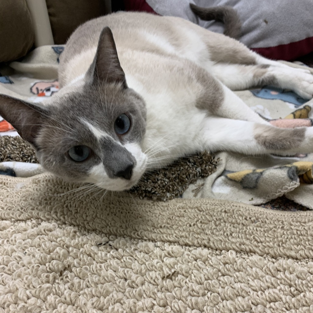 Jack, an adoptable Snowshoe in Cheyenne, WY, 82007 | Photo Image 2