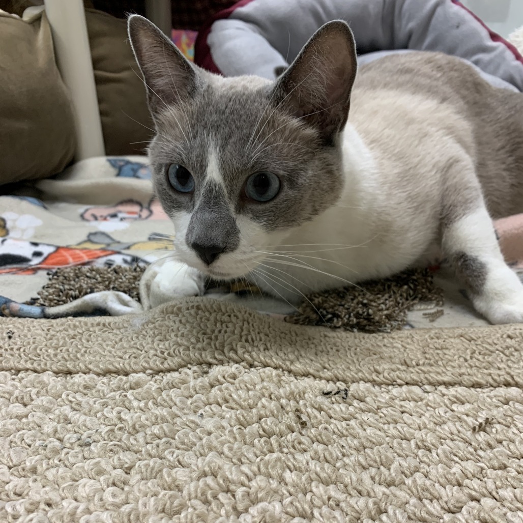 Jack, an adoptable Snowshoe in Cheyenne, WY, 82007 | Photo Image 3