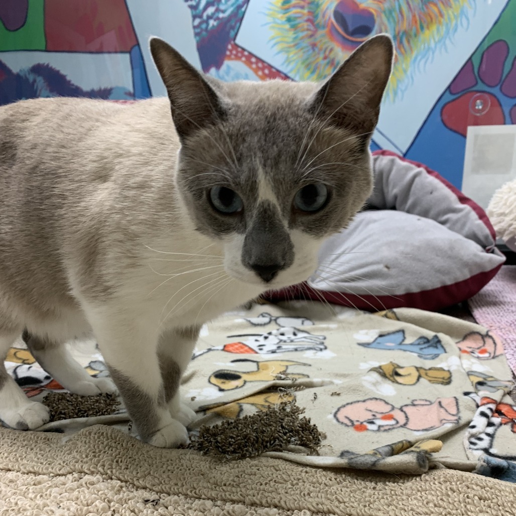 Jack, an adoptable Snowshoe in Cheyenne, WY, 82007 | Photo Image 4