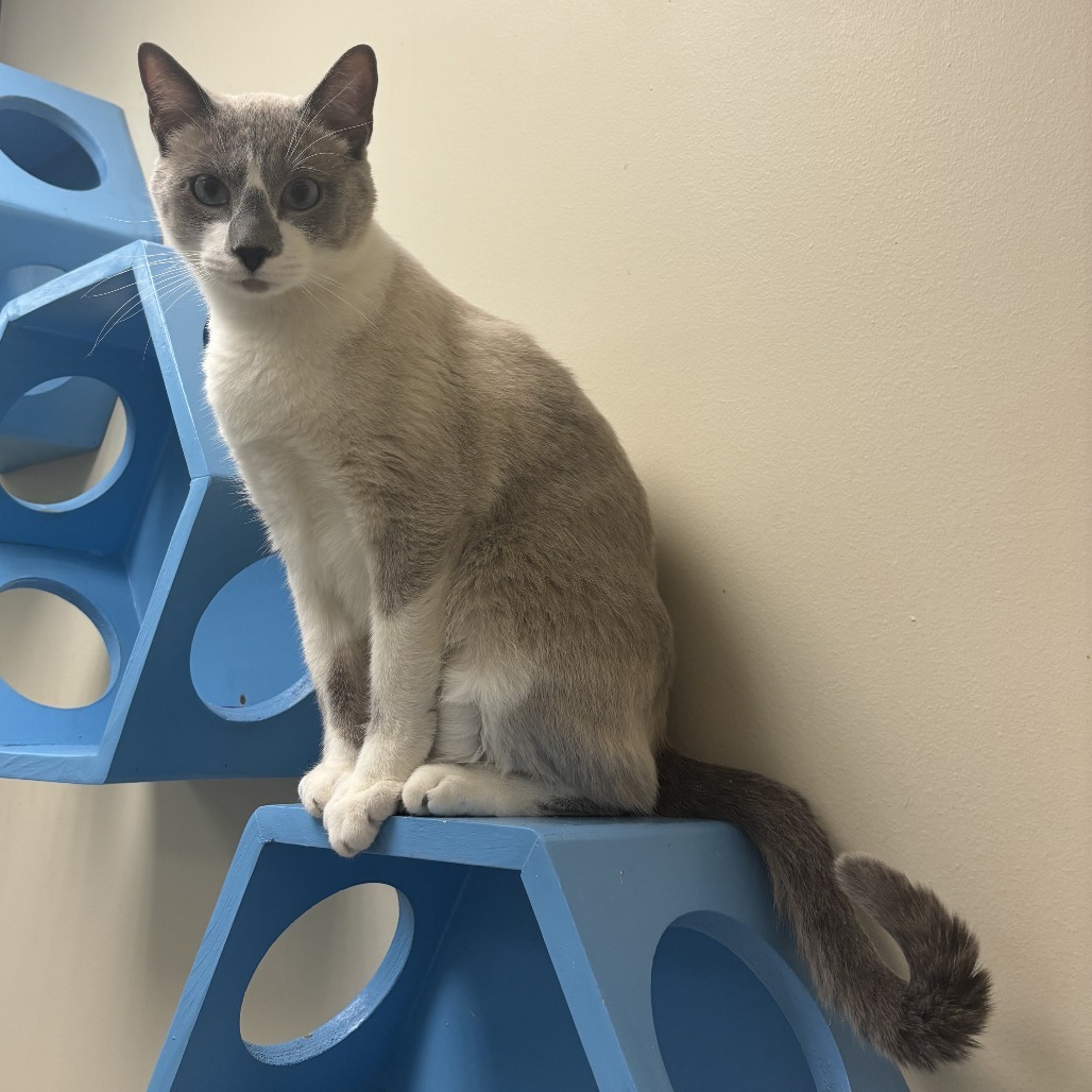 Jack, an adoptable Snowshoe in Cheyenne, WY, 82007 | Photo Image 5